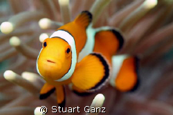 I could spend my entire dive taking pictures of these guy... by Stuart Ganz 